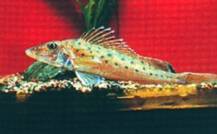 Gymnocephalus acerina