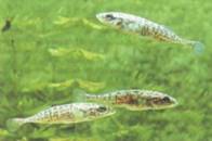 Gasterosteus platygaster aralensis