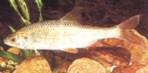 A bodorka