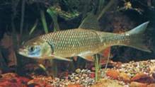 Leuciscus cephalus cephalus