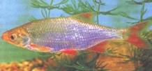 Scardinius graecus