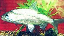 Rutilus rutilus heckeli
