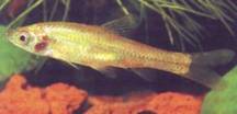 Rutilus macedonicus