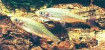 Rutilus rubilio