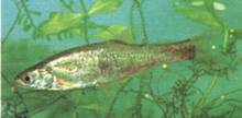 Phoxinus czekanowskii