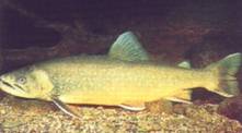 Salvelinus alpinus salvelinus