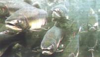 Oncorhynchus gorbuscha