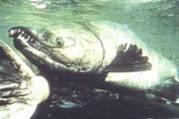 Oncorhynchus keta