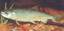 Salmo salar