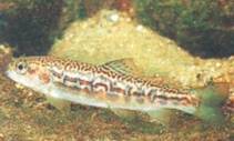 Salmo trutta fario + Salvelinus fontinalis