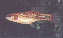Umbra pygmea