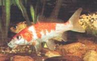 Koi